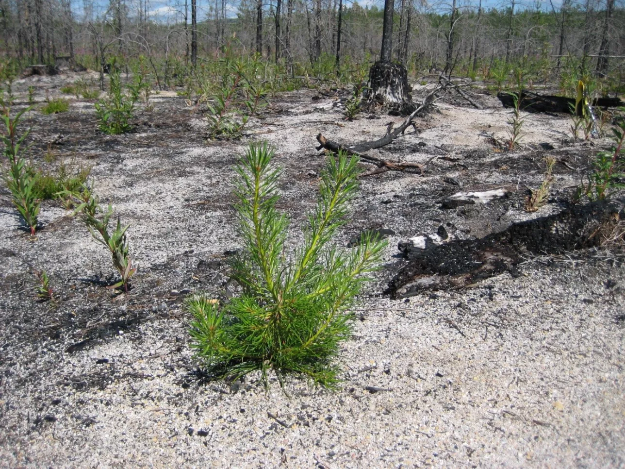 Growing forest after forest fire. Photo.