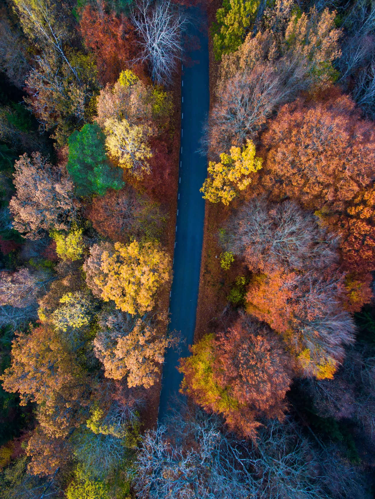 Drone image of mixed forest. Photo.