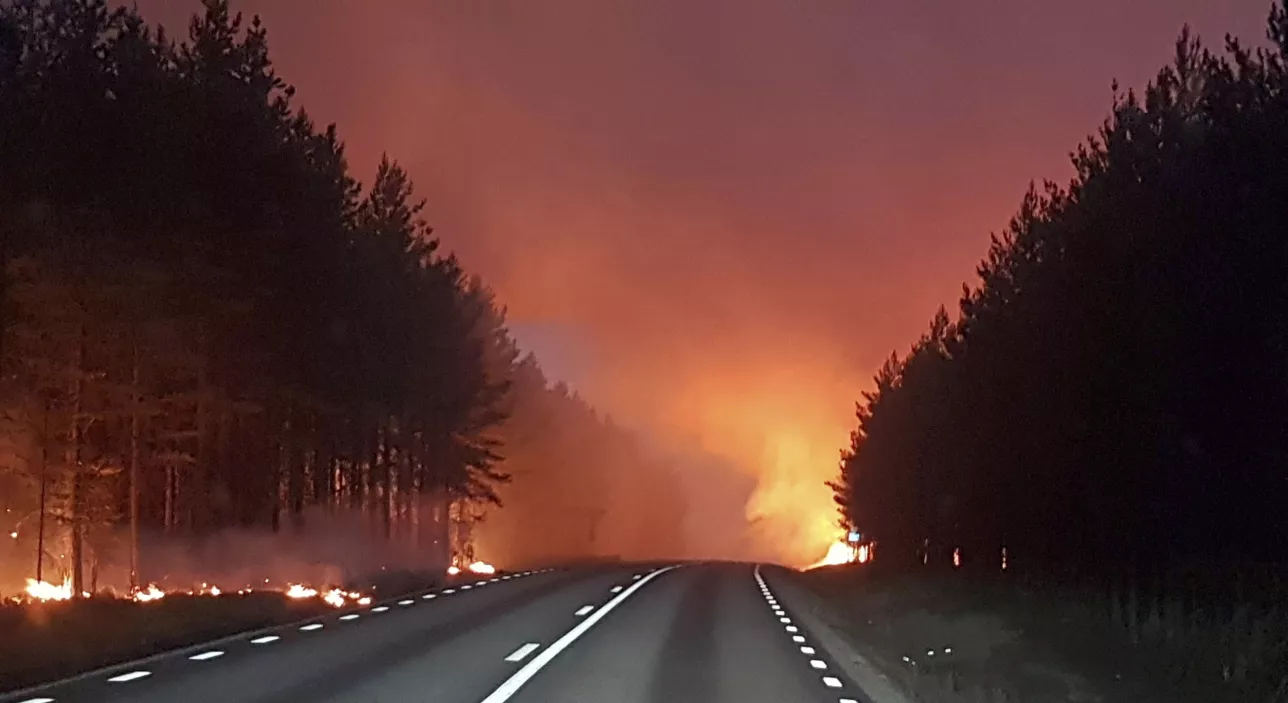 Forest burning by on all sides of road. Photo.