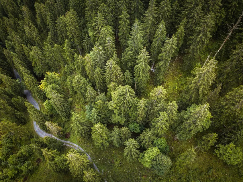 Forest photographed from above. Photograph.
