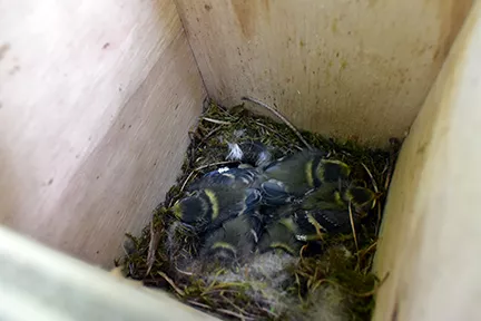 Young Blue Tits in birds nest
