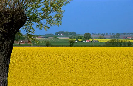 Agricultural landscape with yellow rapeseed fields. Photo.