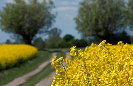 Field road between flowering oil-seed rape fields. Photo.