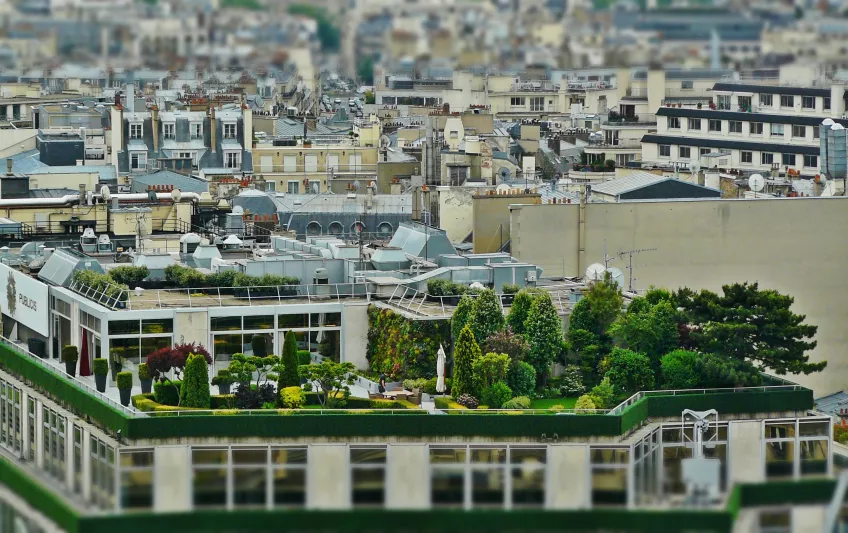 City rooftop garden. Photo.
