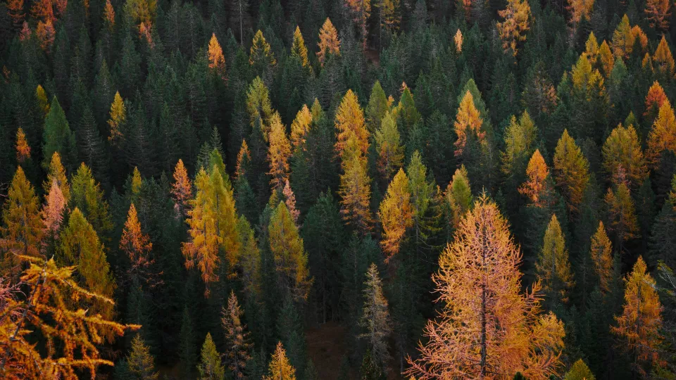 Skog med lärkträd i höstfärger. Foto.