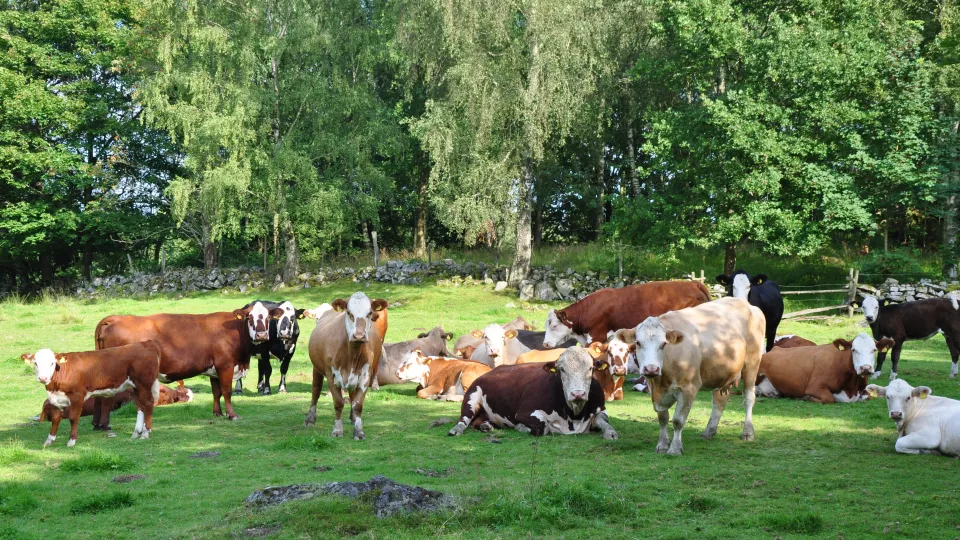 Kor på naturbetesmark. Foto.