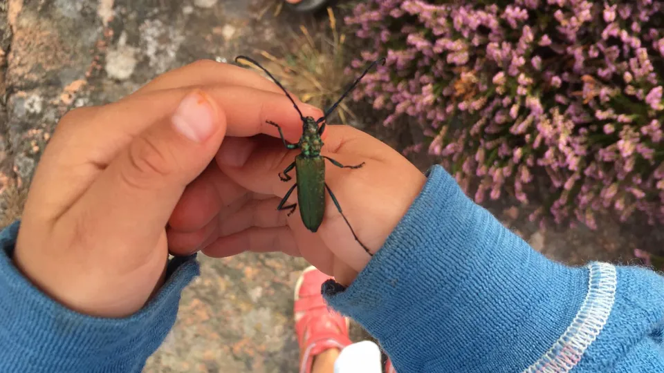 Foto visar barn med insekt i handen