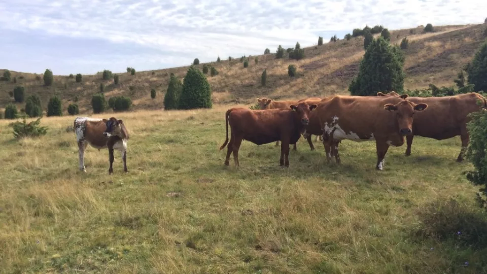 Kor som betar på naturbetesmark. Foto.