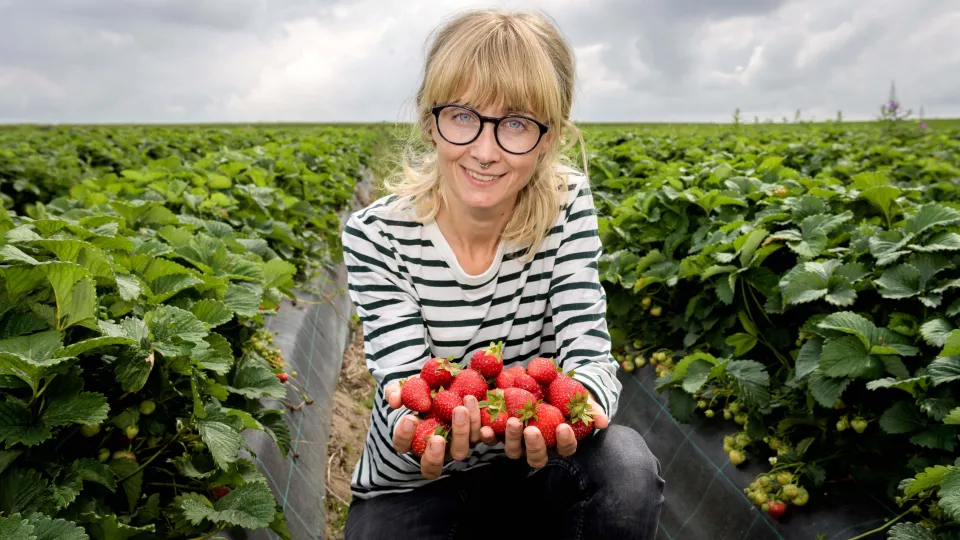 Lina Herbertsson sitter i ett jordgubbsfält och håller jordgubbar i händerna. Foto.