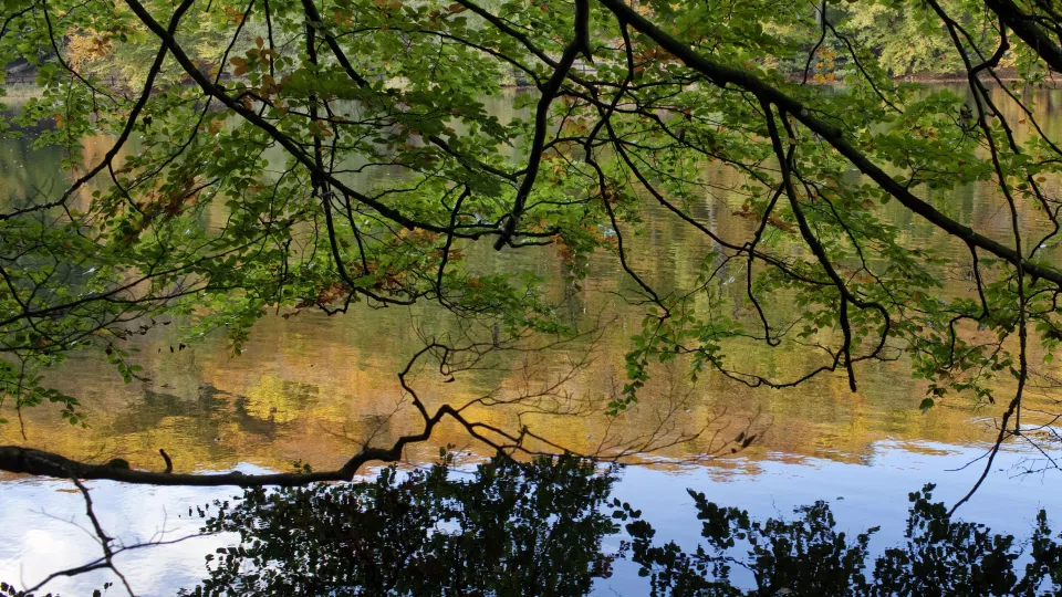 Trädgrenar hänger över en sjö. Foto.
