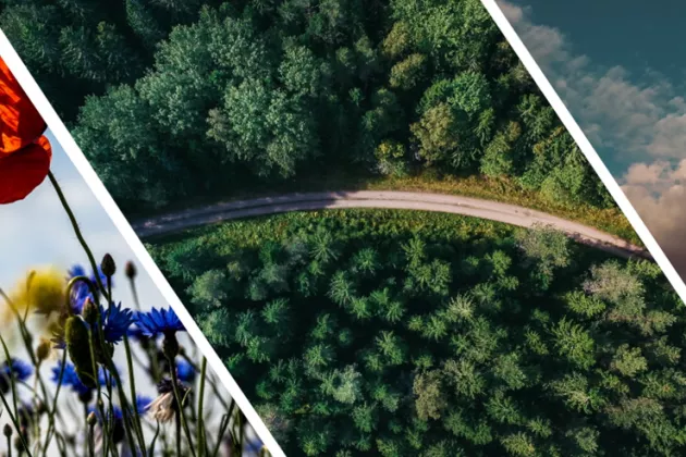 Sammansatt panoramabild med en våg, ett blomsterfält, en väg som går igenom en skog och ett moln. Ett foto.