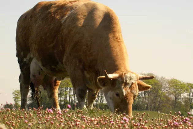 Fotografi av en ko som betar på en äng en solig sommardag.