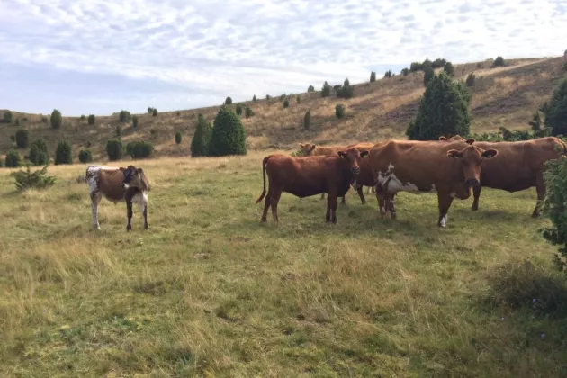 Kor som betar på naturbetesmark. Foto.
