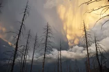 Utbränd skog under molnig himmel. Foto.