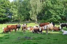 Kor på naturbetesmark. Foto.
