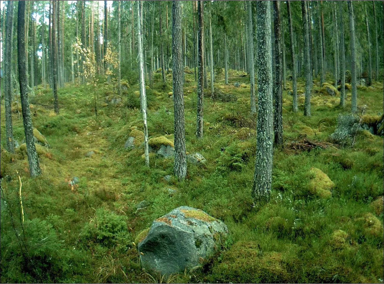 Grön skog. Foto. 