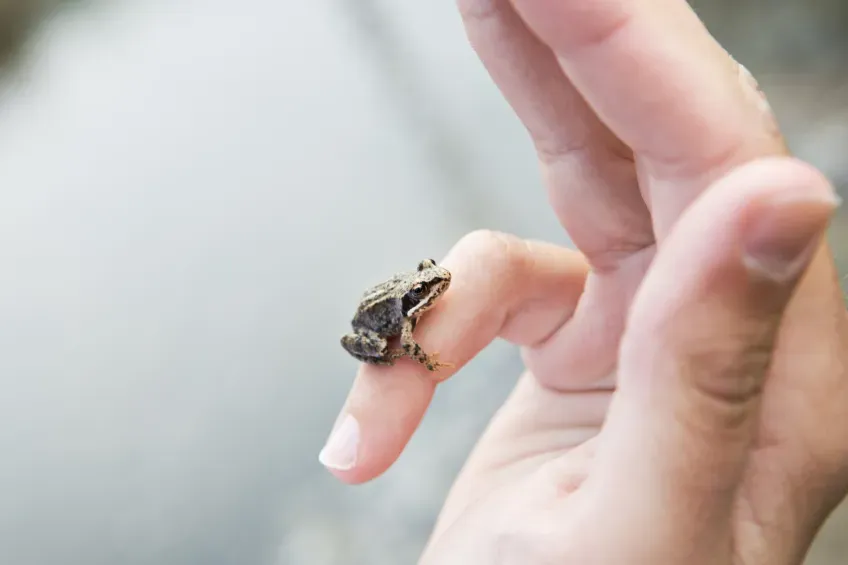 Insekt på hand. Foto
