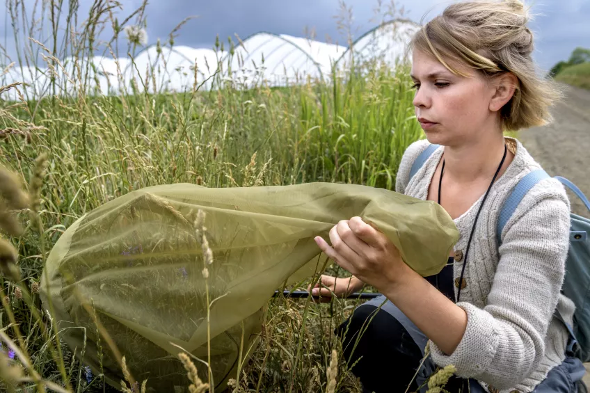 Kvinnlig forskare studerar pollinerande insekter i ett fält. Foto.