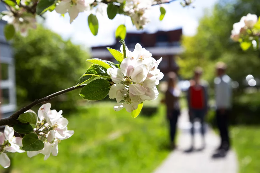 En kvist med blommande äppelblom och i bakgrunden tre personer som samtalar. Foto: Charlotte Carlberg-Bärg.