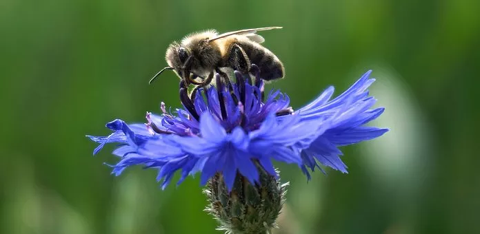 Ett bi sitter på en blåklintsblomma. Foto.