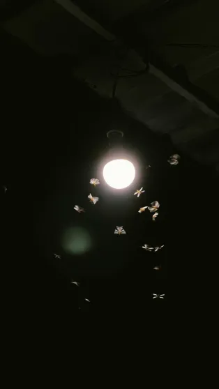 En lampa i mörker med svärmande insekter runt sig.